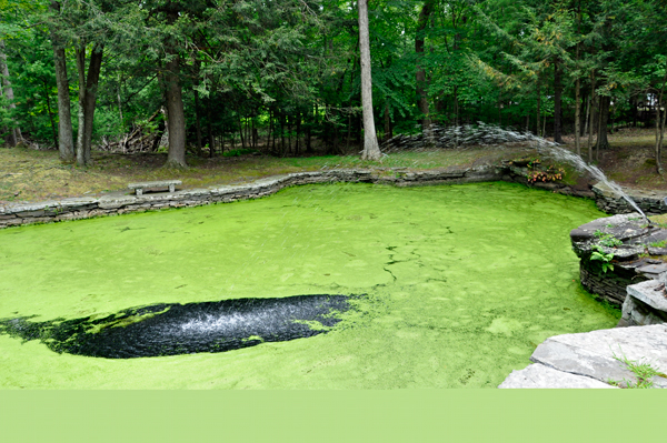 The Shallow Pool